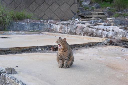 猫のあくび 猫のあくびの写真