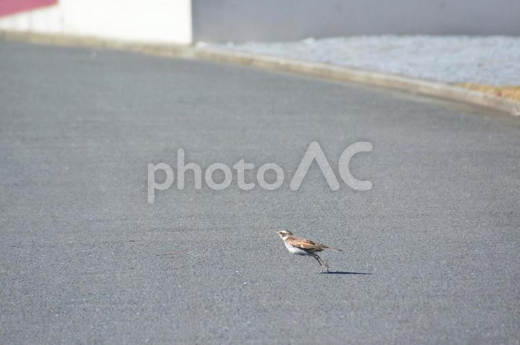 道路を飛び立とうとするツグミ ツグミ,鳥,飛び立つの写真素材