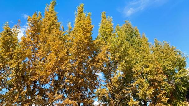 紅葉 紅葉,木,秋の写真素材