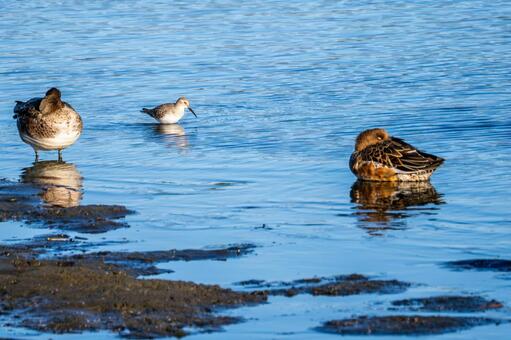 ハマシギとマガモ 鳥,野鳥,ハマシギの写真素材