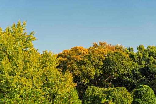 野山の錦の写真