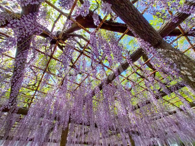 満開のフジの花　拝島 藤の花,ふじ,藤の写真素材