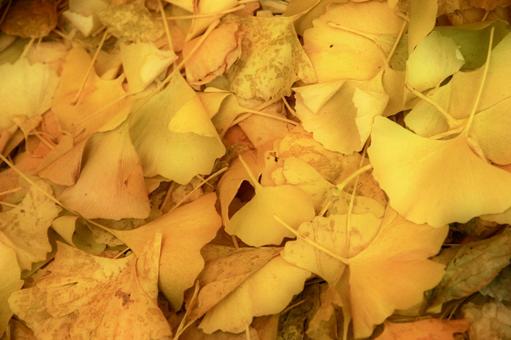 Photo, ginkgo biloba, yellow leaves, fallen leaves, 