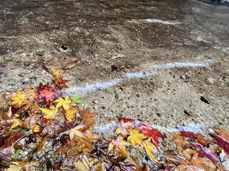 水際の落ち葉 1 水際の落ち葉 1の写真