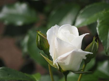 白いバラ　アイスバーグ⑥ バラ,薔薇,花の写真素材