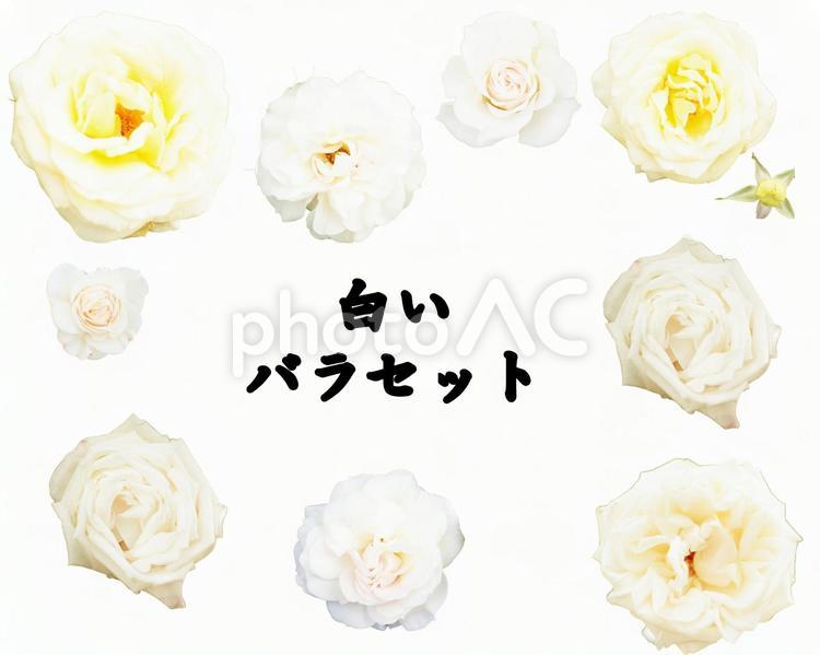 白いバラセット1（切り抜きパス付） バラ,セット,詰め合わせの写真素材