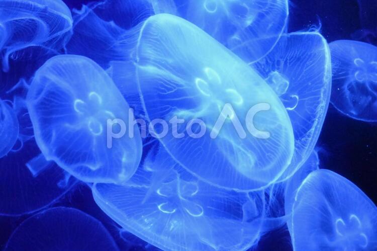 水の中の生き物達 03(クラゲ) クラゲ,水族館,沖縄の写真素材