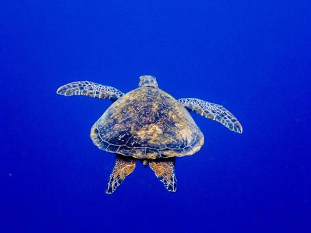 海亀の背中 アオウミガメ,海亀,海中の写真素材