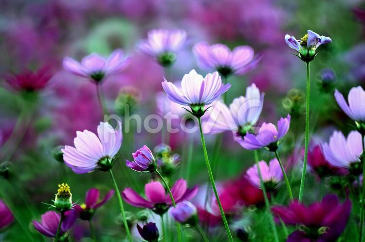 コスモスの花のクローズアップ コスモス,秋桜,こすもすの写真素材