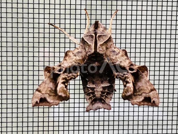 網戸にとまる蛾　ホシヒメホウジャク ホシヒメホウジャク,蛾,スズメガの写真素材