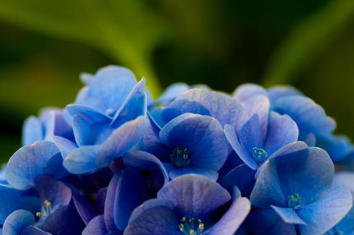 青紫の紫陽花 青紫の紫陽花 紫陽花,アジサイ,あじさいの写真素材