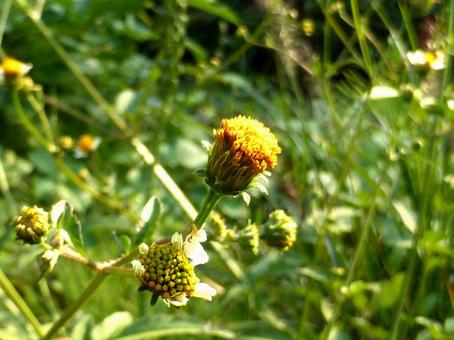 10月の草むらに咲くコセンダングサ コセンダングサ,植物,花の写真素材