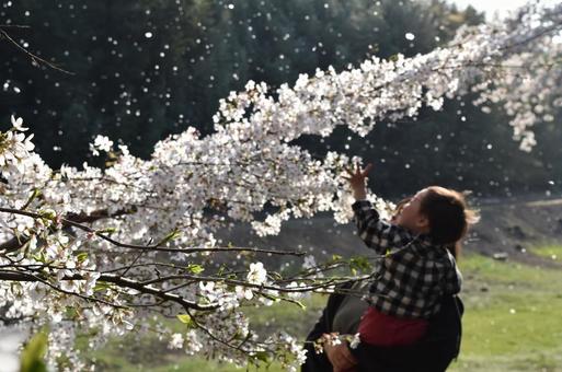 桜と親子 桜と親子の写真