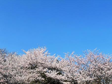 Blue sky and cherry blossoms in full bloom, JPG