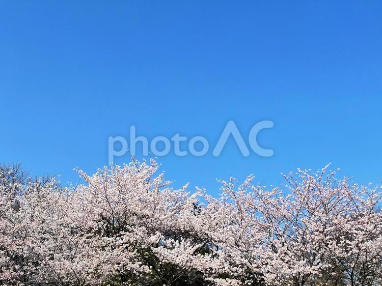 青空と満開の桜 桜,桜並木,青空の写真素材