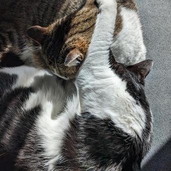 猫のいる暮らし 猫のいる暮らしの写真