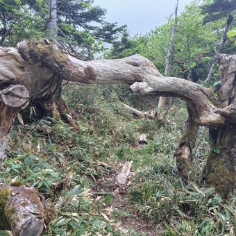 ゲートみたいになっている倒木 ゲートみたいになっている倒木 登山,山,登山道の写真素材