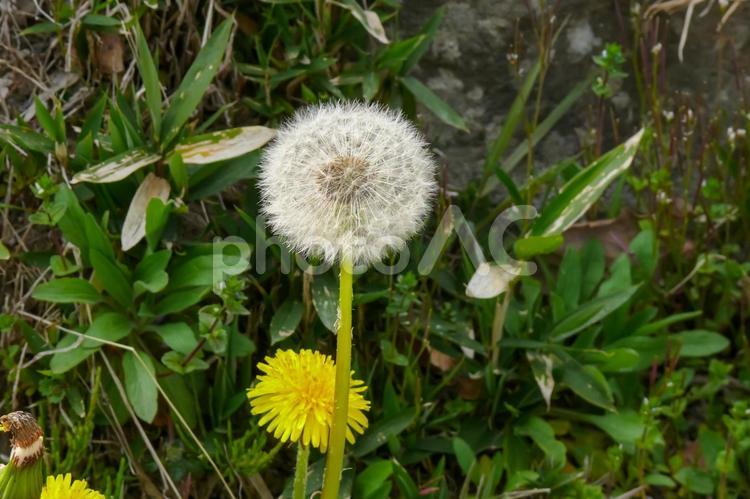 たんぽぽの花と綿毛 たんぽぽ,綿毛,花の写真素材
