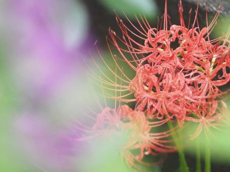 彼岸花 彼岸花の写真