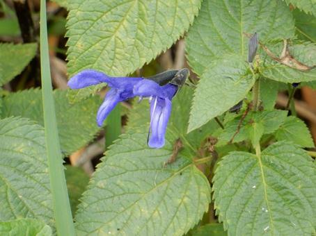 【花の写真】サルビア・ガラニチカ サルビア,サルビア・ガラニチカ,自然の写真素材