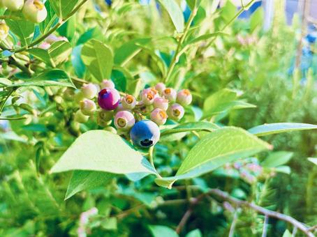 Beautiful blueberry and rosemary garden, JPG Beautiful blueberry and rosemary garden, JPG