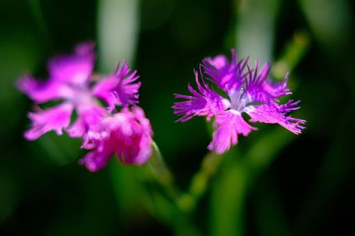 カワラナデシコの写真