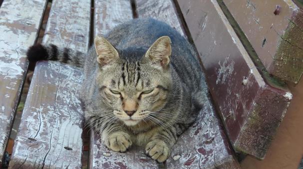 ベンチで夕涼みしているもふもふな猫 ベンチで夕涼みしているもふもふな猫の写真