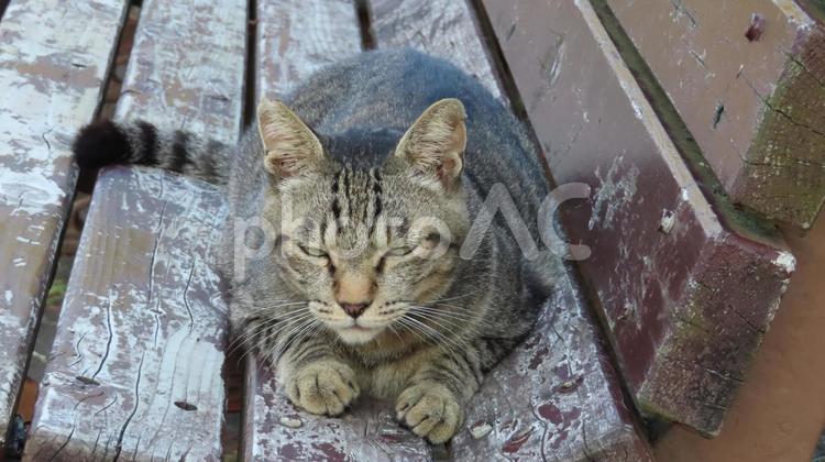ベンチで夕涼みしているもふもふな猫 猫,キジトラ,寝そべるの写真素材