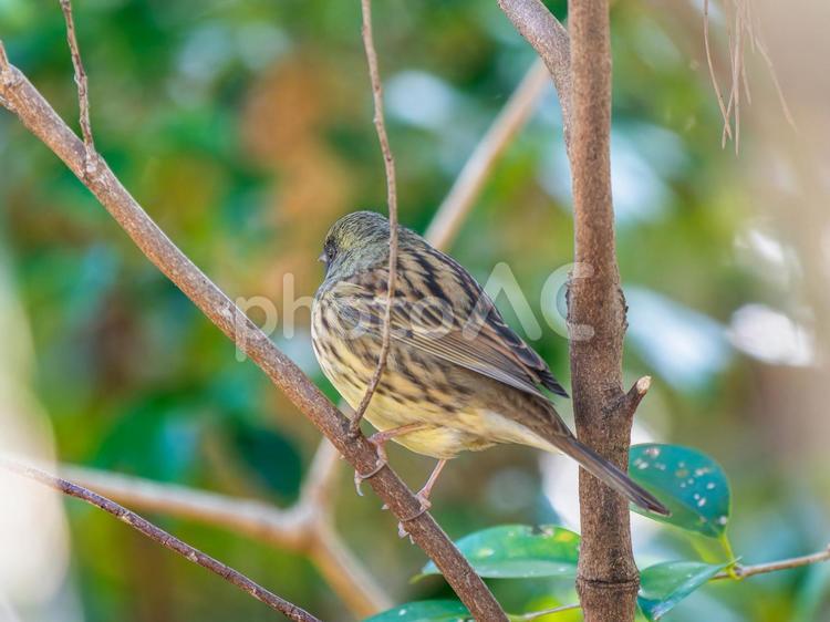 枝にとまるアオジ アオジ,野鳥,鳥の写真素材
