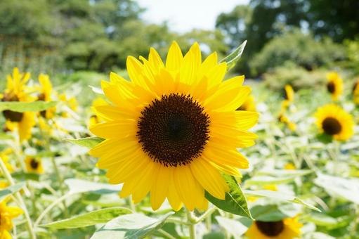 美しい向日葵の花 美しい向日葵の花の写真