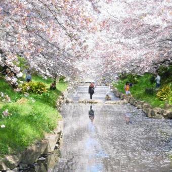 桜咲く川 桜咲く川の写真