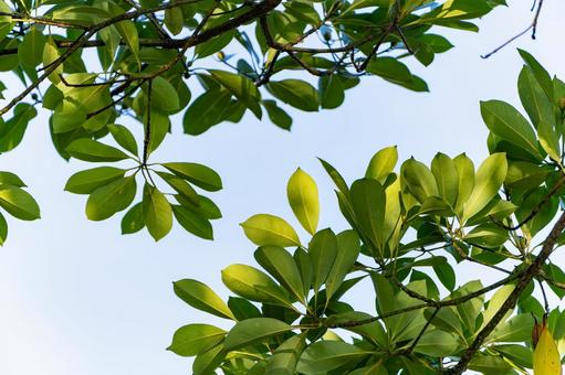 爽やかな青空と緑の樹木 葉,明るい,さわやかの写真素材