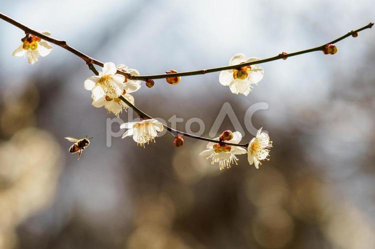 陽気な気候で咲き始めた梅の花 花,植物,春の写真素材