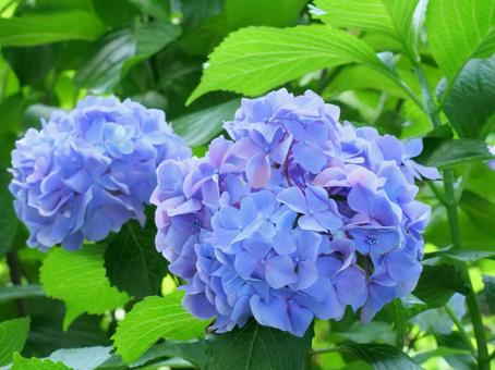Hydrangea, JPG Hydrangea, JPG