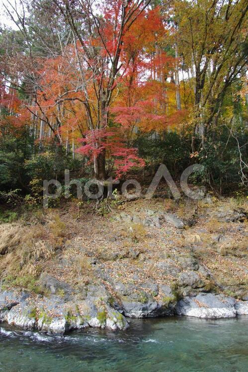 多摩川の紅葉（鳩ノ巣と古里の間） 紅葉,自然,川の写真素材
