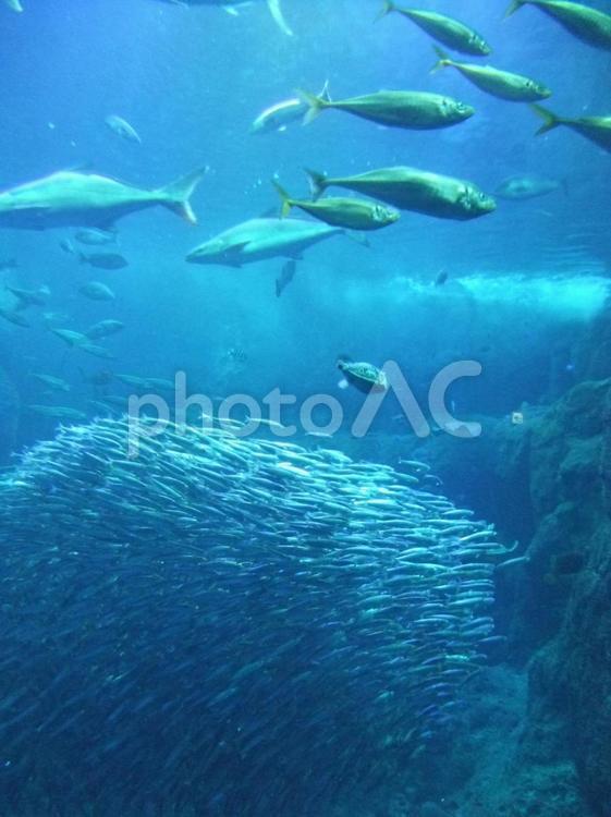 水族館の青 青,水族館,夏の写真素材