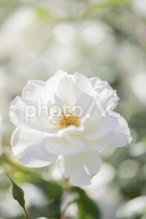ひたち海浜公園の白い薔薇 薔薇,バラ,バラ園の写真素材