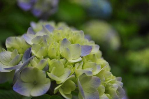 紫陽花 紫陽花の写真