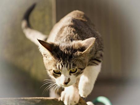 Kitten Adventure, JPG