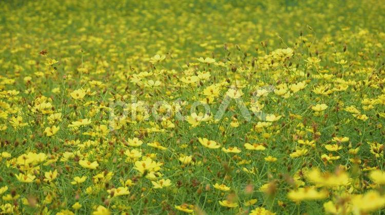 美しく敷き詰められたキバナコスモス キバナコスモス,秋桜,ひたち海浜公園の写真素材