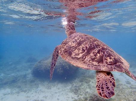 ウミガメの息継ぎ ウミガメ,海,シュノーケルの写真素材