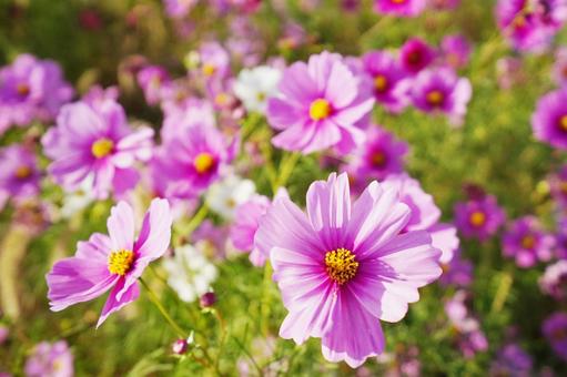 咲き乱れるコスモス1 コスモス,秋桜,ピンクの写真素材