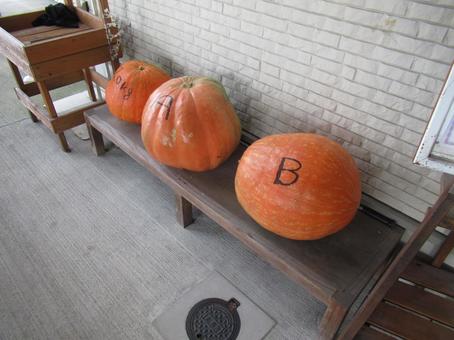 大カボチャ 大きい,野菜,南京の写真素材