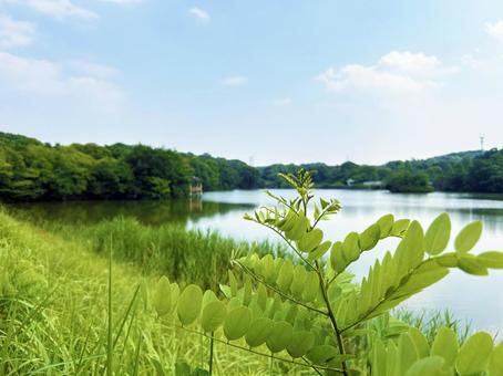 Green leaves and sky by the pond in the park, JPG
