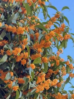 キンモクセイ(金木犀) キンモクセイ,金木犀,きんもくせいの写真素材