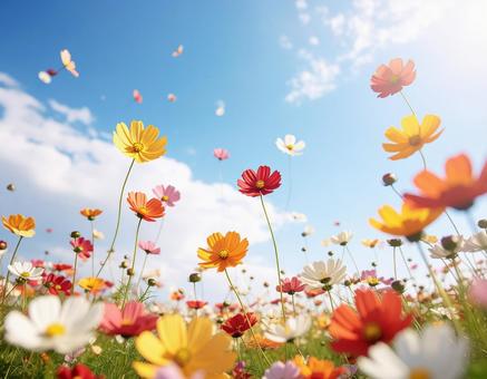 青空に色とりどりの花 青空に色とりどりの花の写真