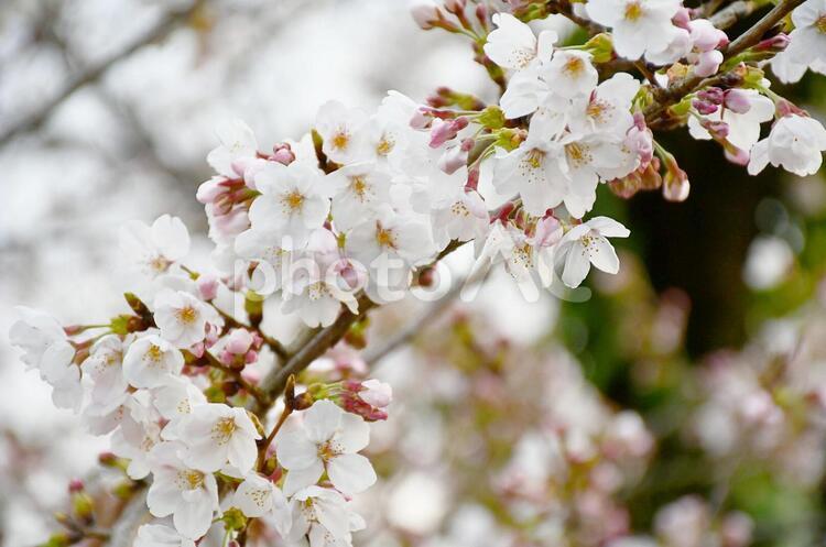 さくらの花､桜の花 植物,撮影,ナチュラルの写真素材