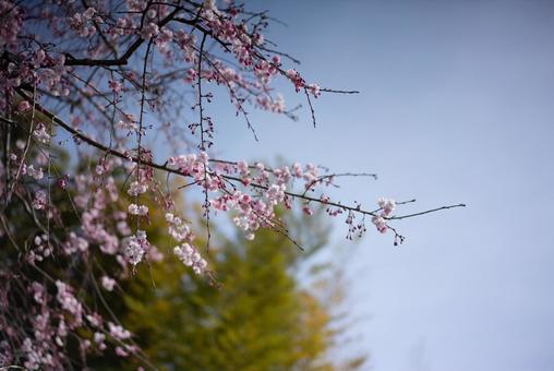 青空と淡い桜 桜,花,春の写真素材