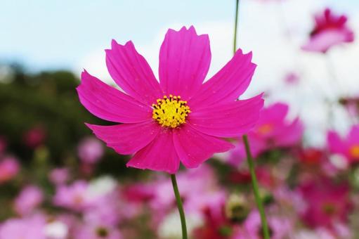 コスモス３９ コスモス,秋,かわいいの写真素材