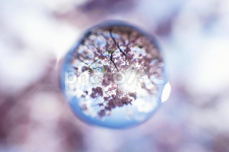 水晶玉にうつる桜 ビー玉,ガラス玉,水晶の写真素材